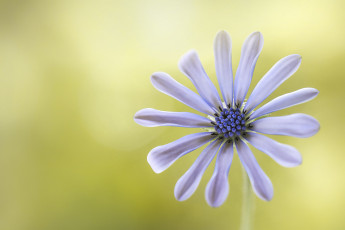 обоя цветы, диморфотеки, лепестки, белый, цветок, фон, макро