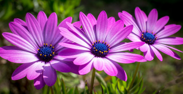 обоя цветы, диморфотеки, лепестки, тычинки, розовые, трио