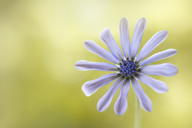 Обои картинки фото цветы, диморфотеки, лепестки, белый, цветок, фон, макро