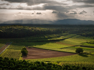 Картинка природа поля пейзаж деревья