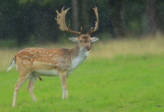 Картинка животные олени олень дождь луг