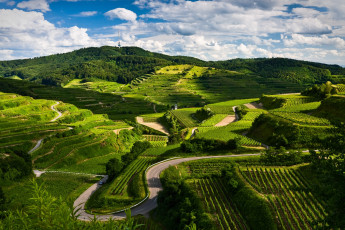 Картинка природа поля пейзаж