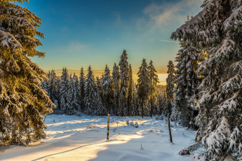 Картинка природа зима ели снег