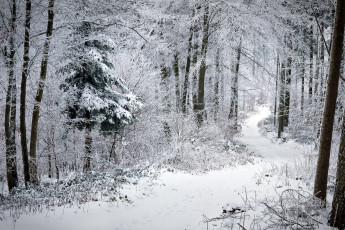 Картинка природа зима лес