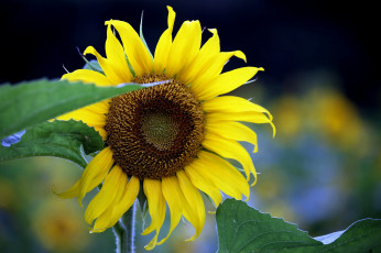 Картинка цветы подсолнухи лепестки