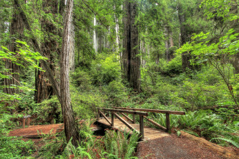 Картинка природа дороги мостик тропинка лес