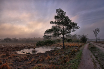 Картинка природа дороги поле колея сумрак лес