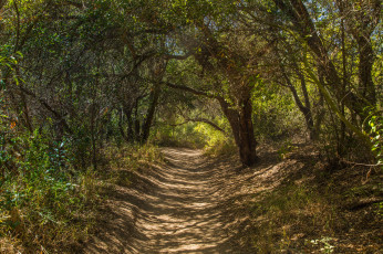 Картинка природа дороги тропинка лес