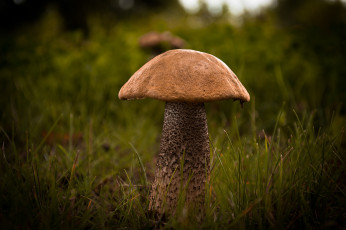 Картинка природа грибы подберезовик