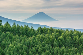 Картинка природа лес гора утро ели туман