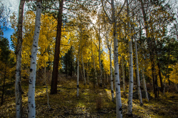 Картинка природа лес роща