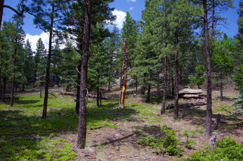 Картинка природа лес сосны