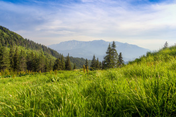 Картинка природа пейзажи поле трава лес