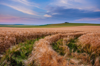 Картинка природа поля поле рожь