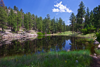 Картинка природа реки озера река лес