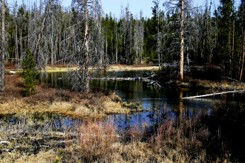 Картинка природа реки озера река лес