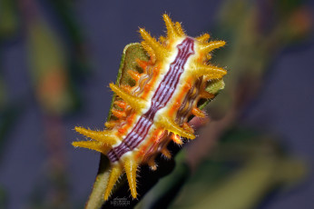 Картинка животные гусеницы макро гусеница