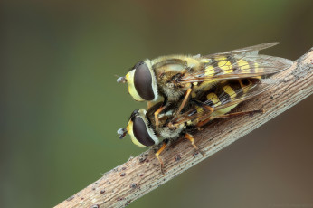 Картинка животные насекомые мухи травинка