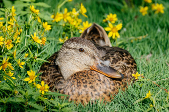 Картинка животные утки луг цветы солнечно трава утка