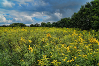 Картинка природа луга поле лес цветы трава