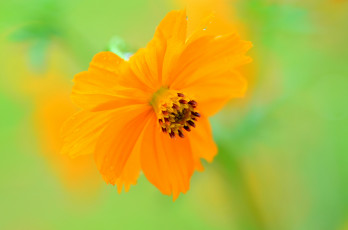 Картинка цветы космея макро фон