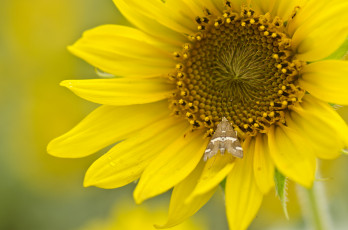 Картинка цветы подсолнухи подсолнух