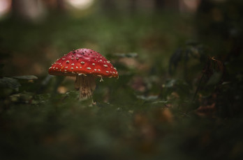 Картинка природа грибы +мухомор мухомор гриб фон