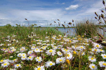 Картинка природа луга река цветы