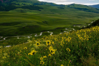 Картинка природа луга трава цветы