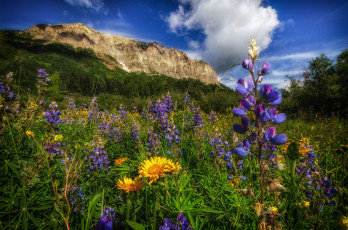 Картинка природа луга трава цветы