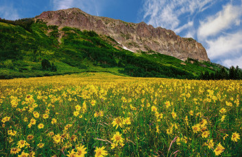 Картинка природа луга трава цветы