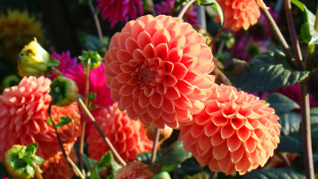 Картинка цветы георгины лепестки