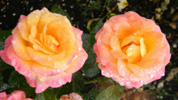 Картинка цветы розы капли роса