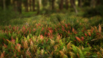 Картинка природа другое макро растения