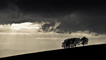 Картинка природа восходы закаты вечер дерево тучи