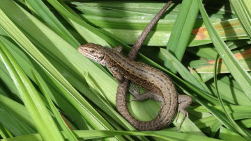 Картинка животные Ящерицы +игуаны +вараны ящерка