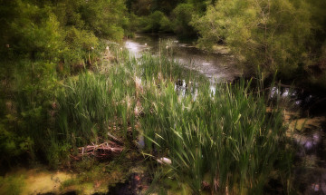 Картинка природа реки озера река лес