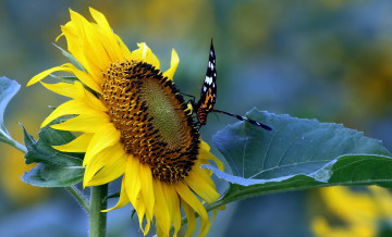 Картинка цветы подсолнухи лепестки