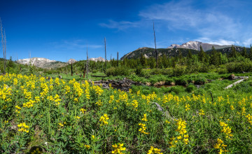 Картинка природа луга трава цветы