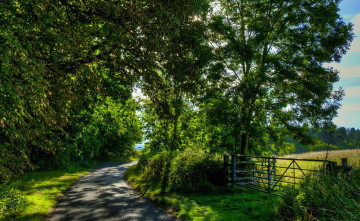 Картинка природа дороги лес дорога