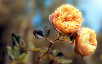 Картинка цветы розы пара желтые листья ветка