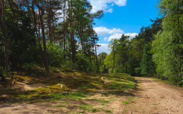 Картинка природа дороги лес грунтовка