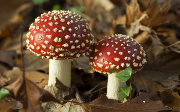 Картинка природа грибы +мухомор грибочки