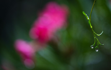 Картинка природа макро травинка фон роса капли