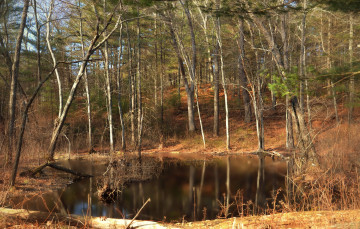 Картинка природа реки озера лес река