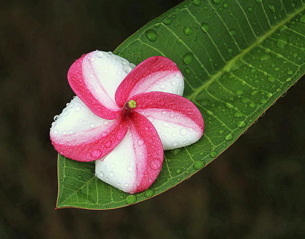 Обои картинки фото цветы, плюмерия, капли, лист, вода