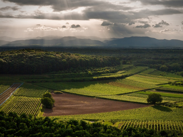 Обои картинки фото природа, поля, пейзаж, деревья