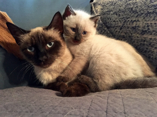 Обои картинки фото животные, коты, кошка, котёнок