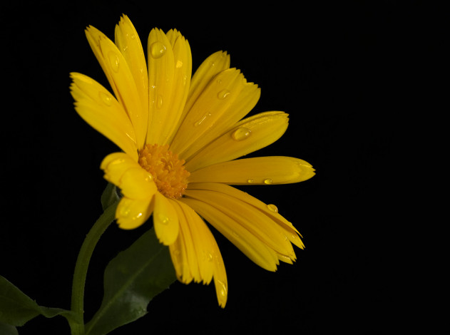 Обои картинки фото цветы, календула, чёрный, фон