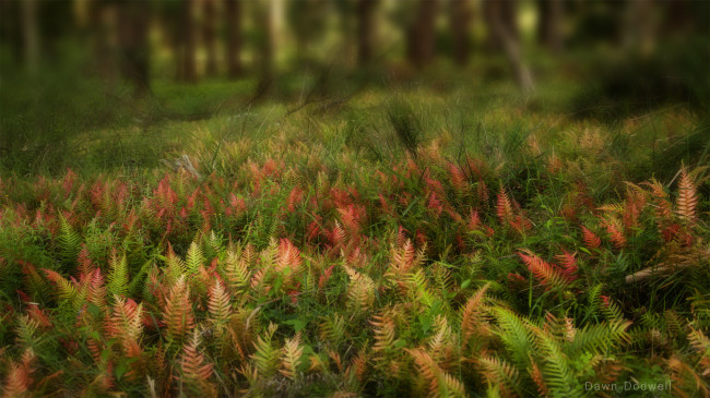 Обои картинки фото природа, другое, макро, растения